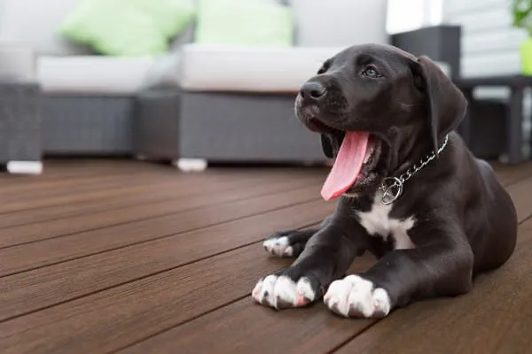 Black puppy with a silver chain collar yawning while lying on a brown composite deck in front of outdoor patio furniture with green cushions.