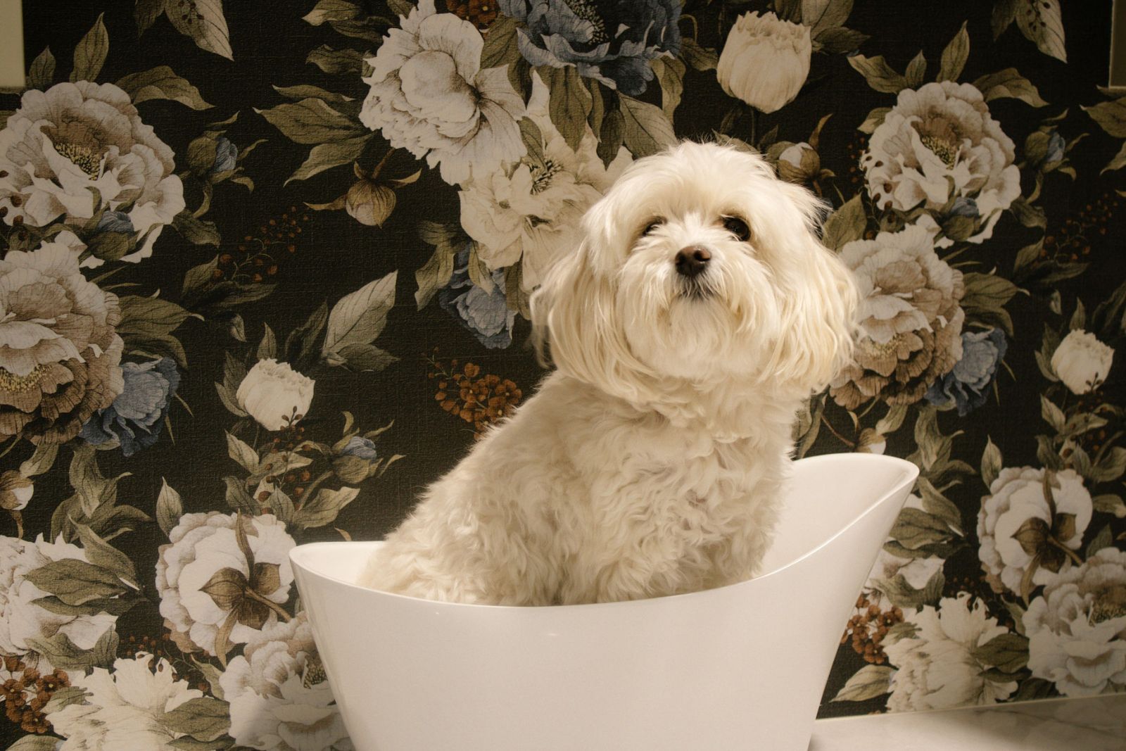 Fluffy white puppy in a miniature bathtub with floral wallpaper in the background