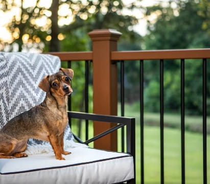 Small brown dog sitting on a cushioned outdoor chair with a gray patterned blanket, next to a brown and black Trex railing overlooking a grassy yard.